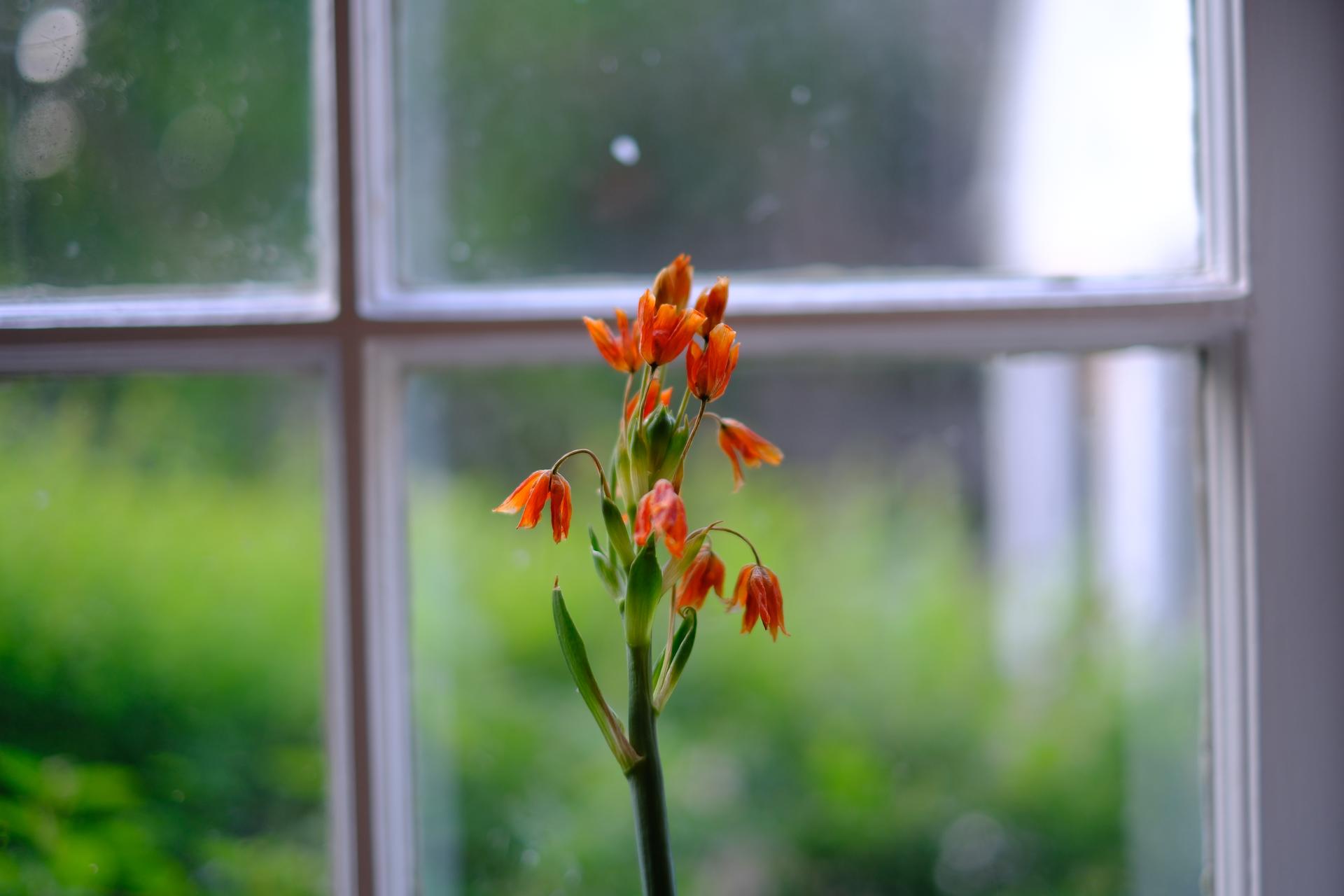 Window Bloom