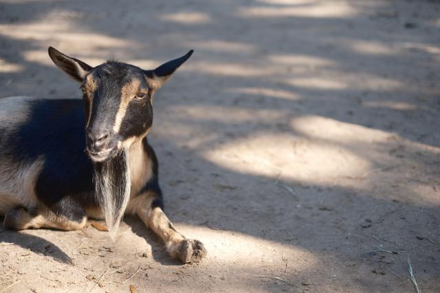 Jungle Goat